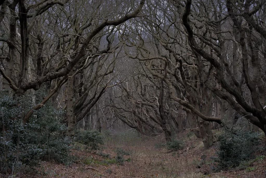 Haagse Bos, The Hague: Visiting the City's Old Forest