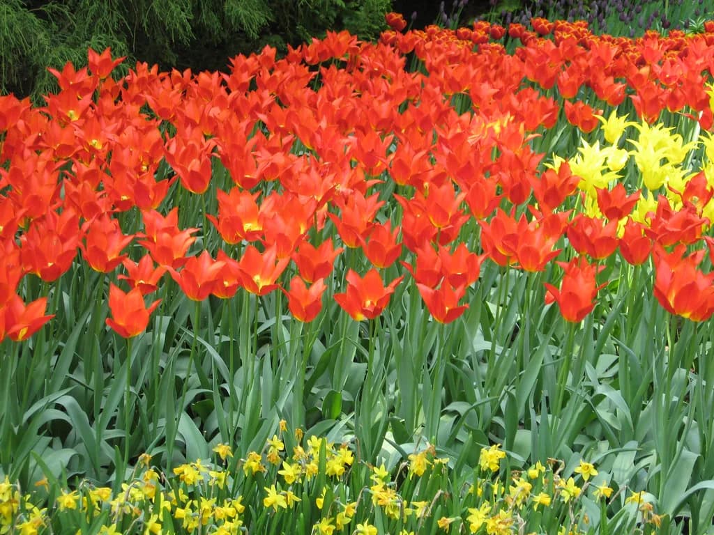 Keukenhof Tickets: Prices, Timed Entry and Combi Options