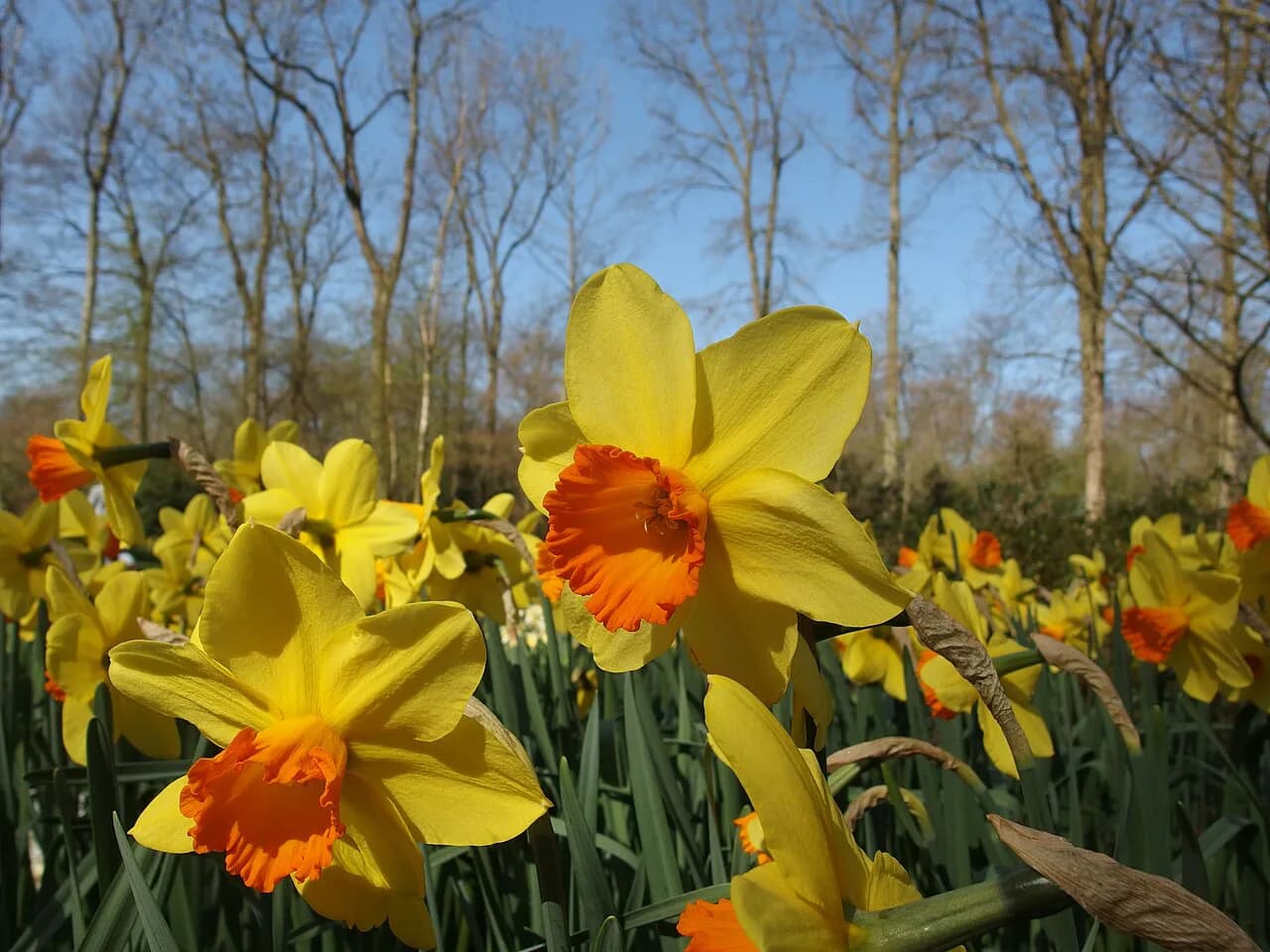 Keukenhof from Amsterdam: Bus, Train and Bike Routes