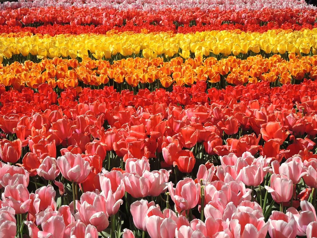 Keukenhof: Dates, Tickets and How Long to Allow