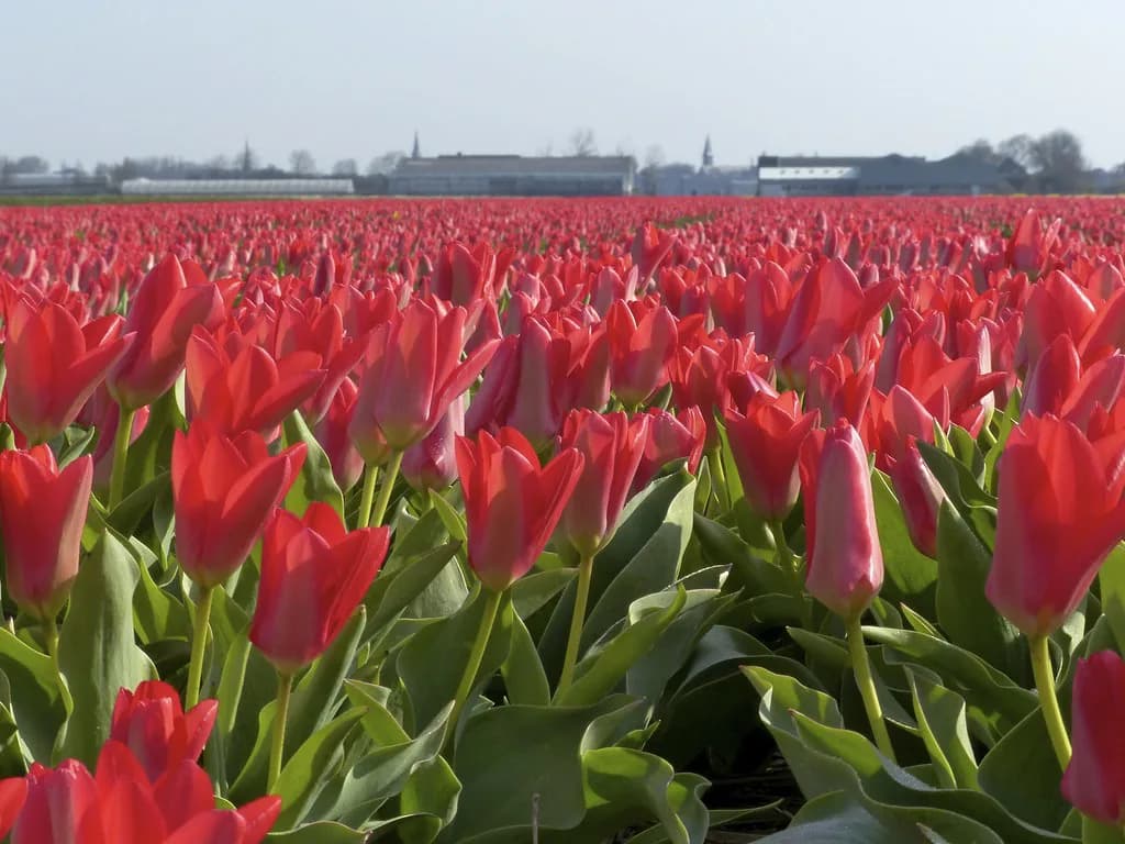 The Netherlands in April: Weather, Crowds and Best Cities