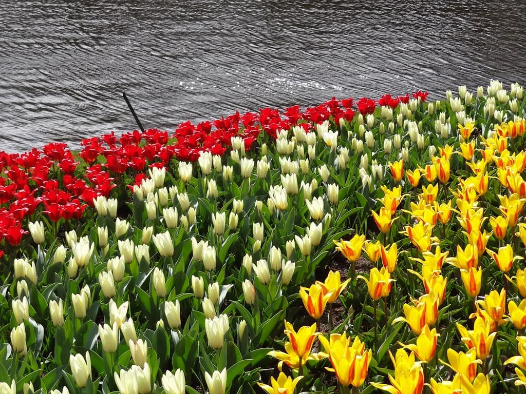Tulip Fields in the Netherlands: Where to Go and When
