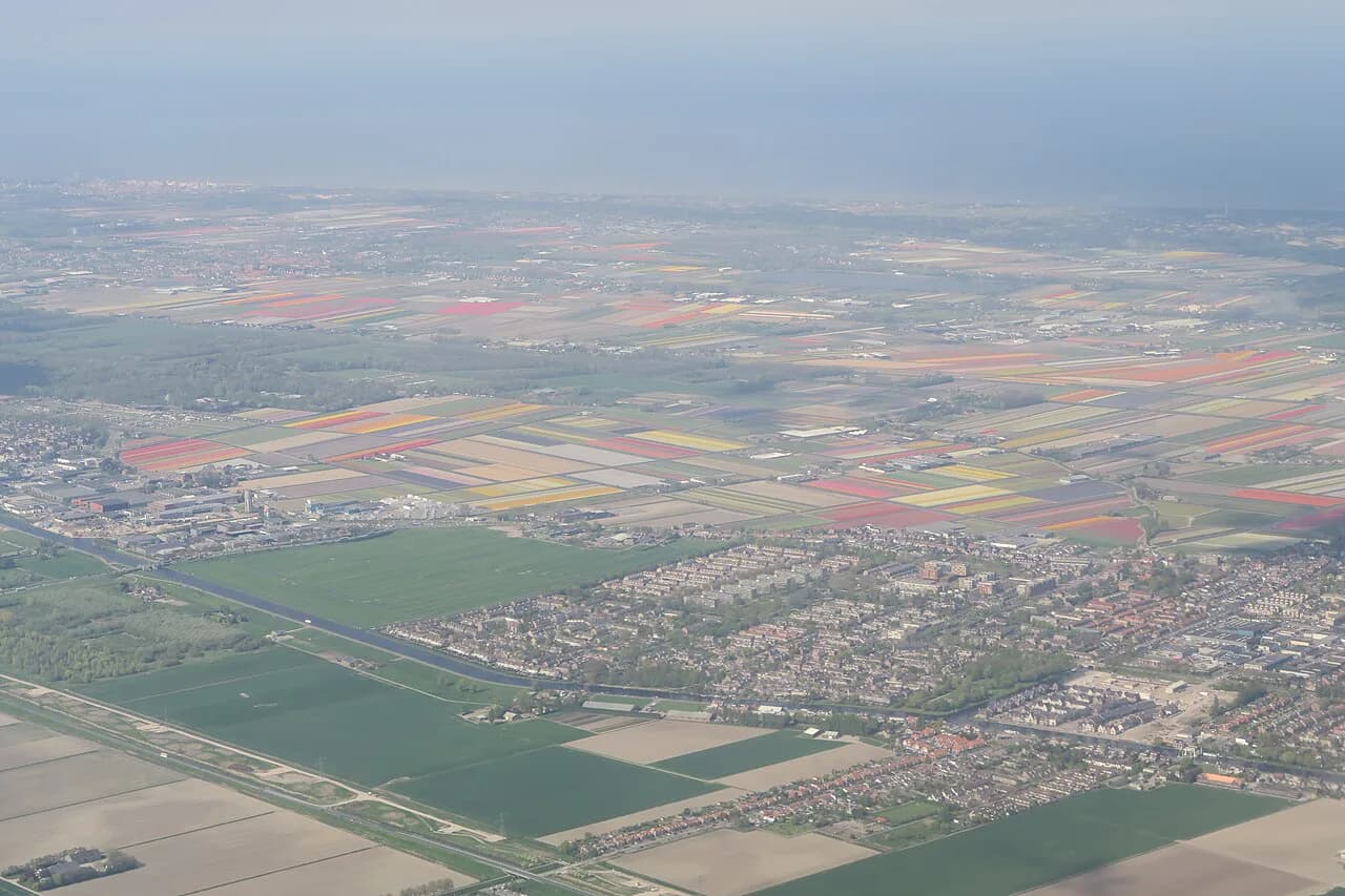 Tulip Fields Near Haarlem: When They Bloom and How to Reach Them