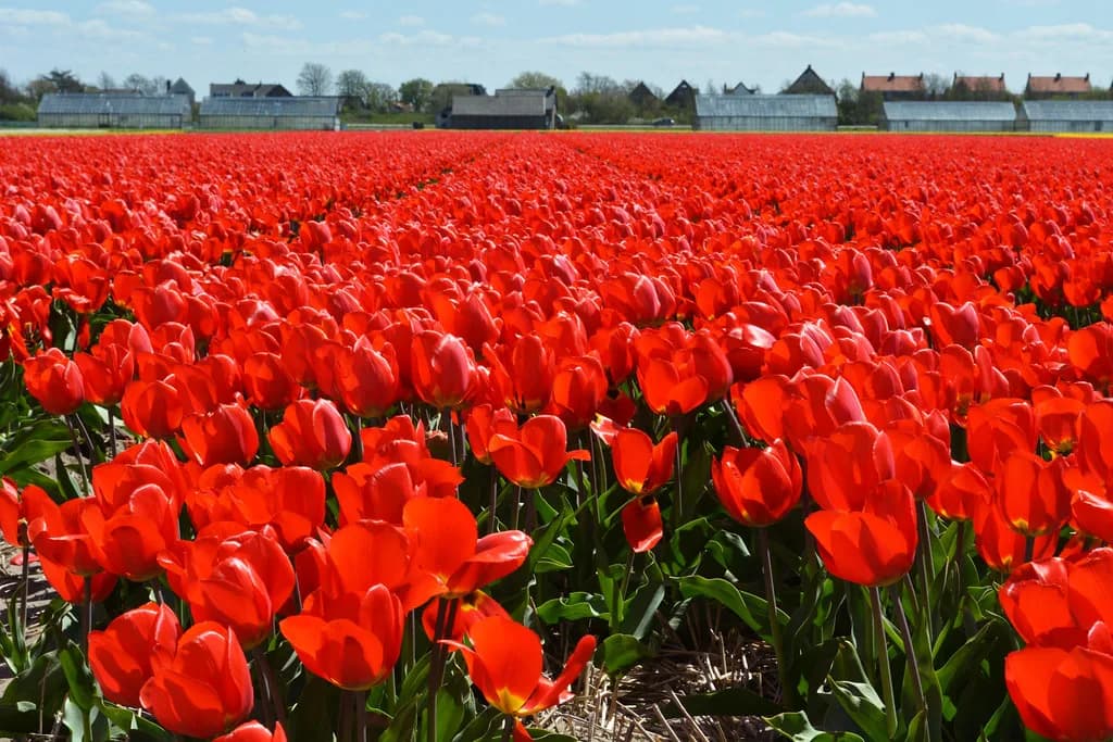 Tulip Fields Near Rotterdam: Where to Go and When