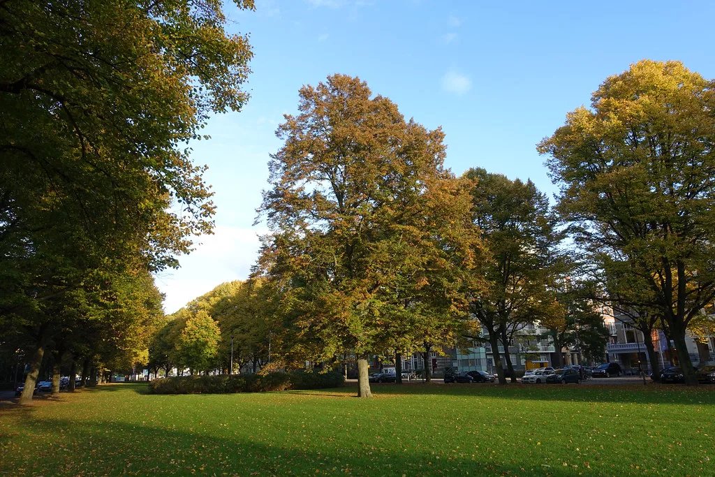 Autumn trees in Het Park, Rotterdam.