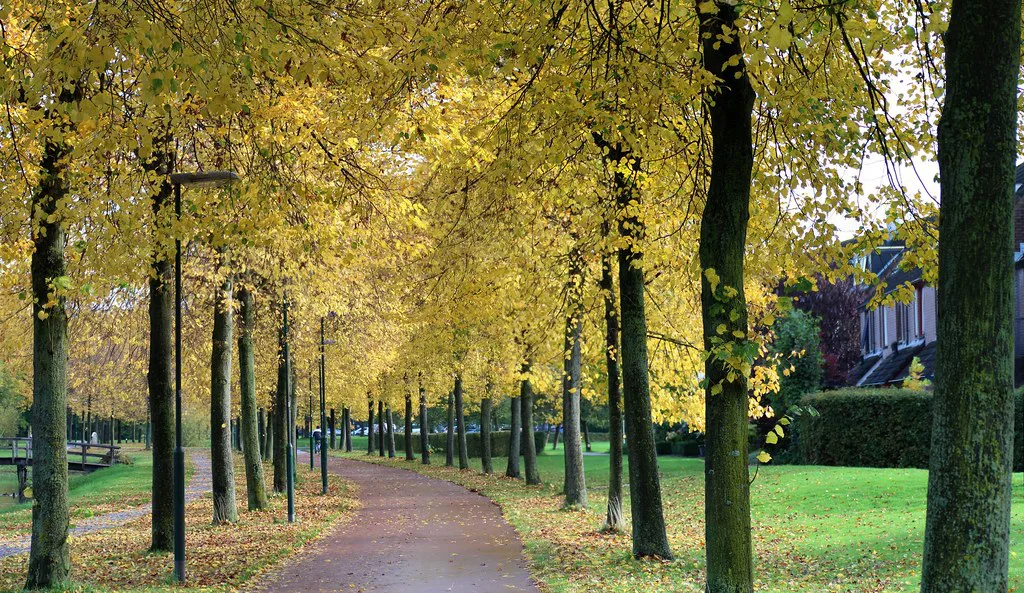 A cycle path through autumn trees in Houten, near Utrecht.