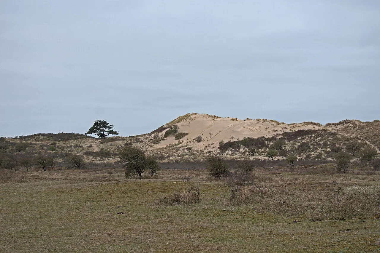 The dunes of Zuid-Kennemerland National Park near Haarlem.