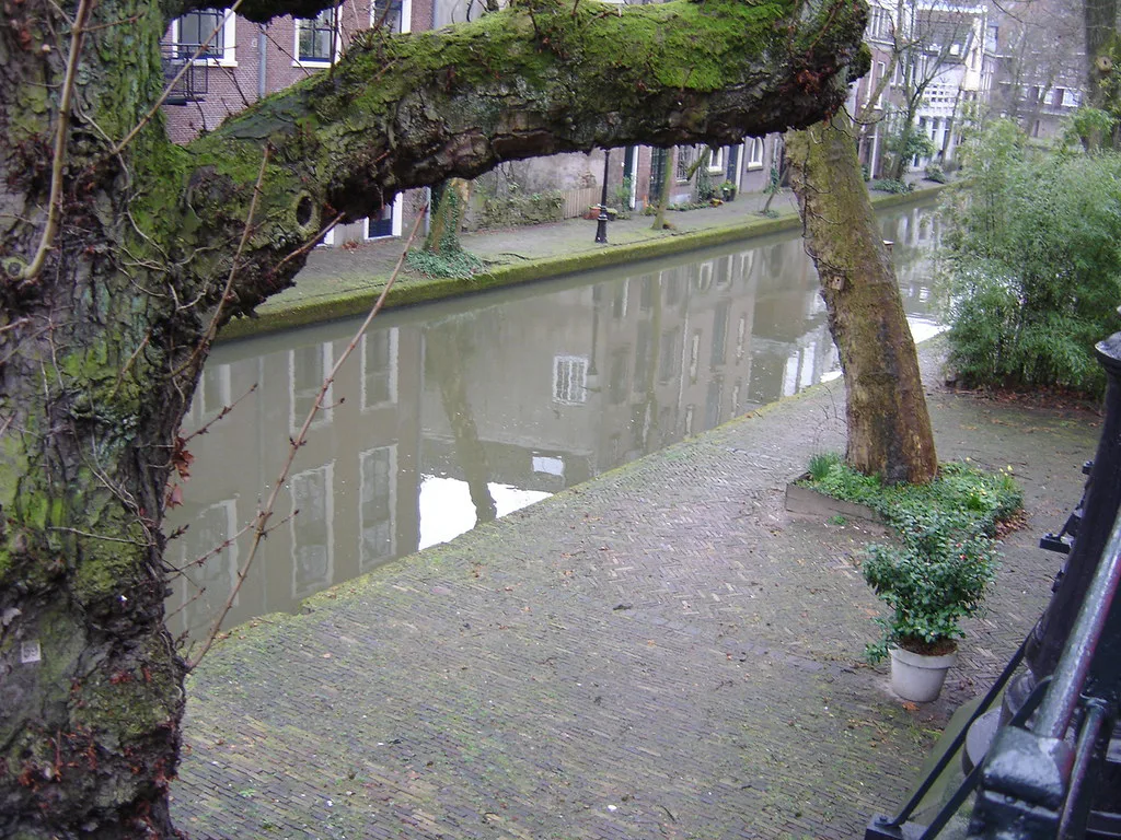A tree by a canal in Utrecht.