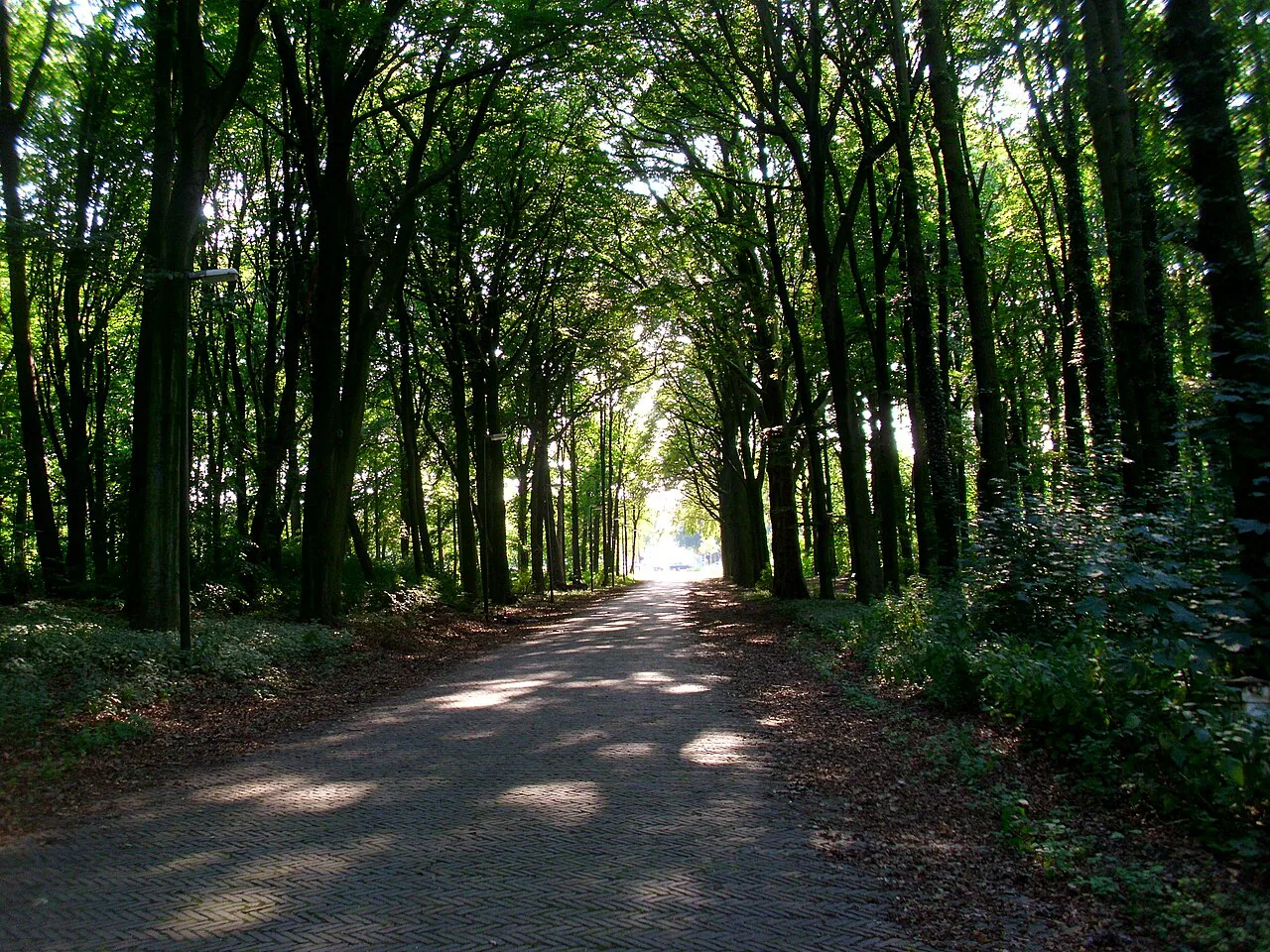 A path through the Haagse Bos, The Hague.
