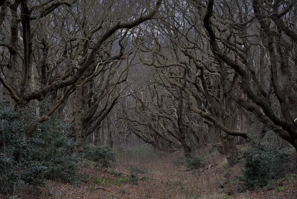 Venue view: Forest scene at Sollebos/Solleveld near The Hague.
