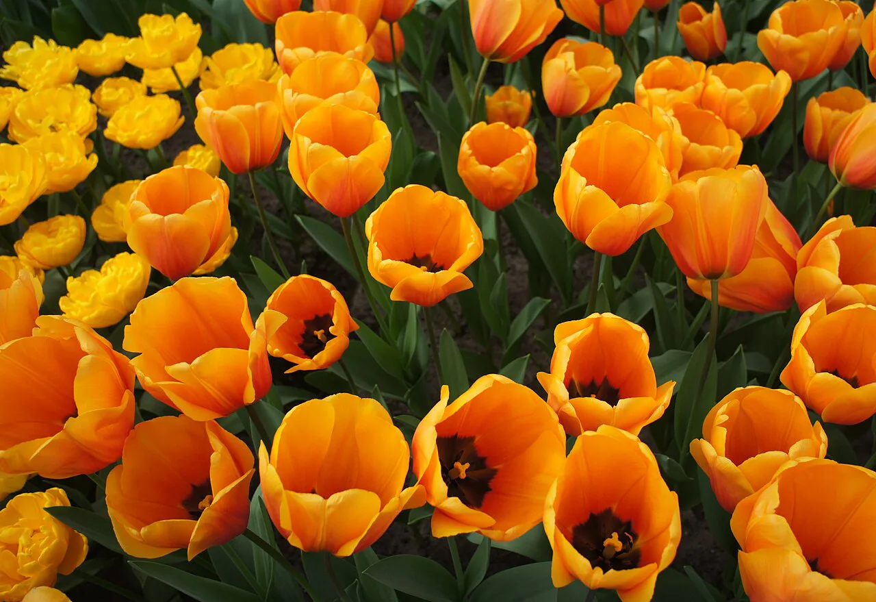 Tulips in flower at Keukenhof.