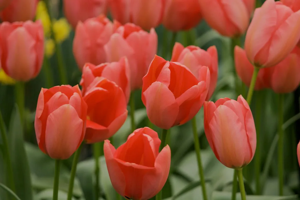 Red tulips at Keukenhof.