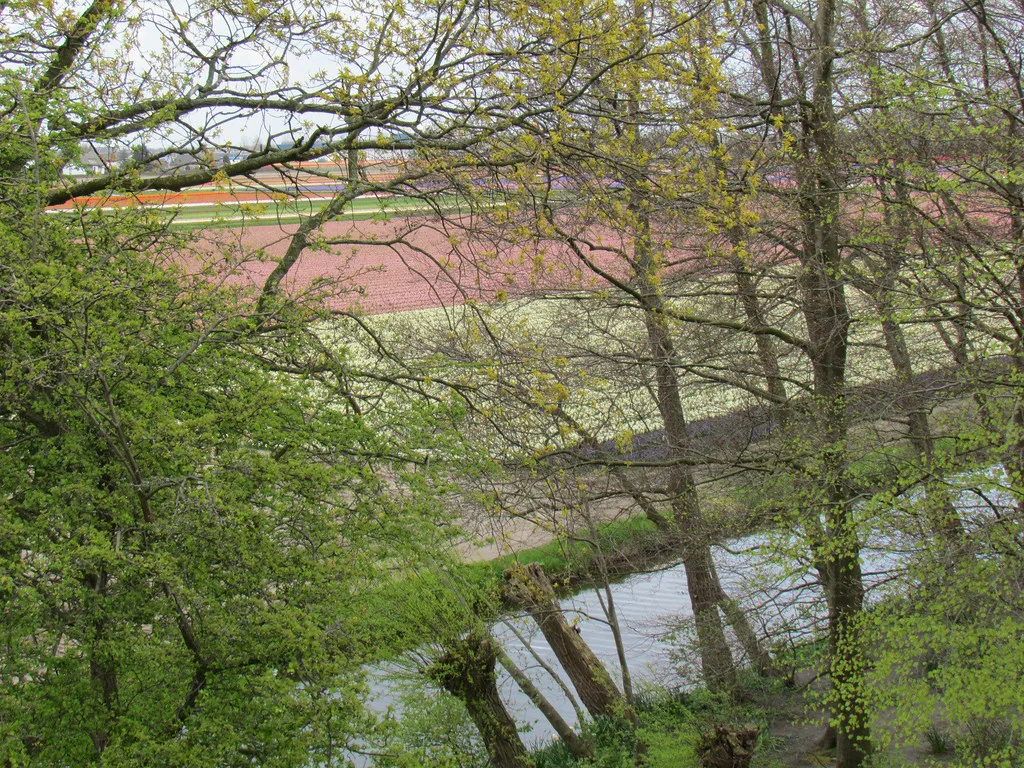 A woodland walk at Keukenhof.