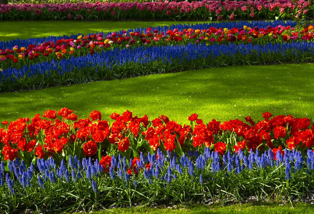 Tulips and hyacinths at Keukenhof.