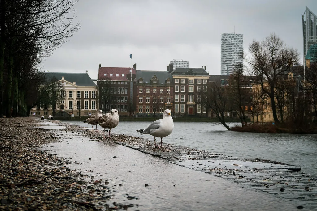 Gulls by the Hofvijver, The Hague.