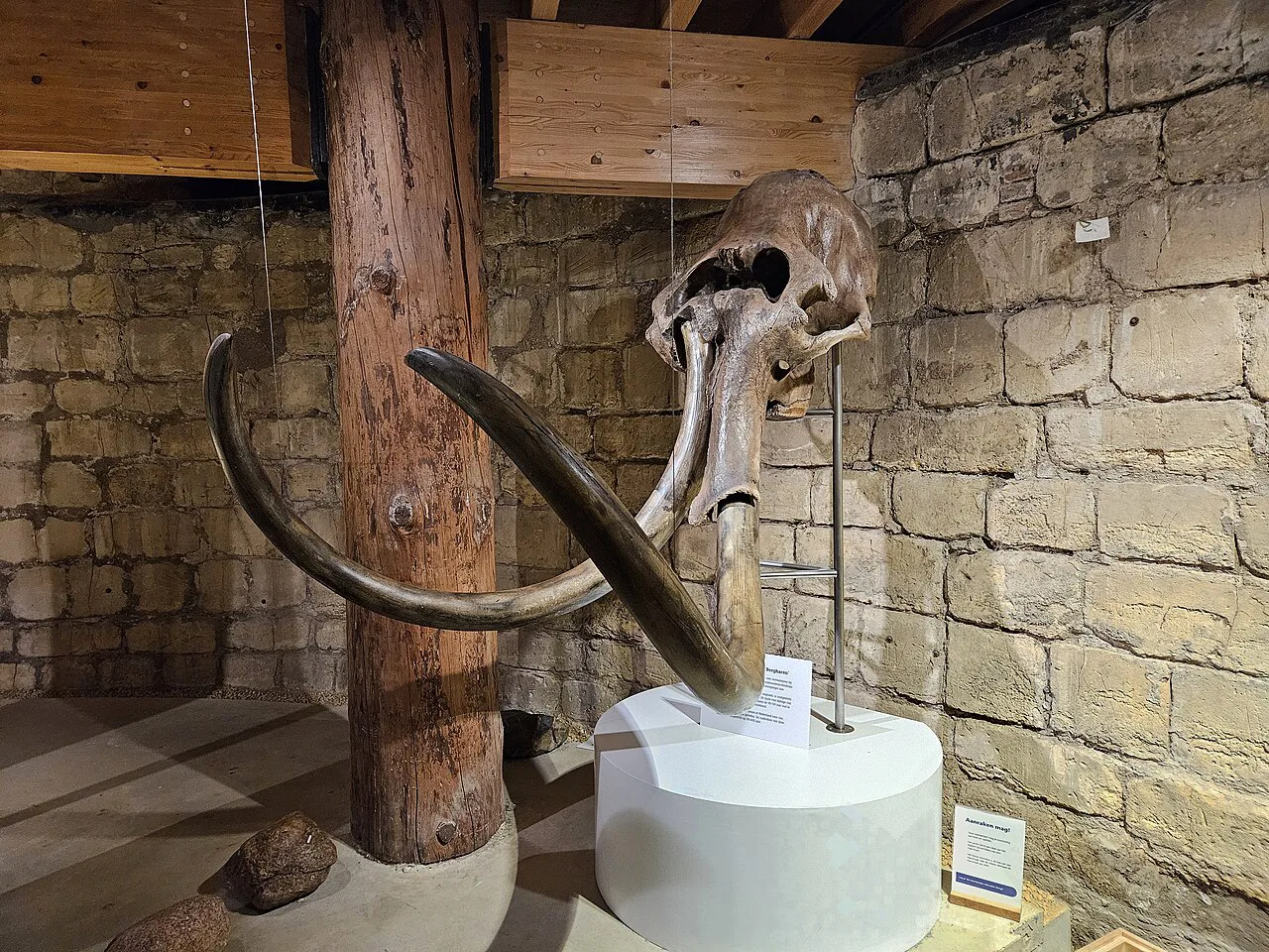 A mammoth skull in Museum De Bastei, Nijmegen.