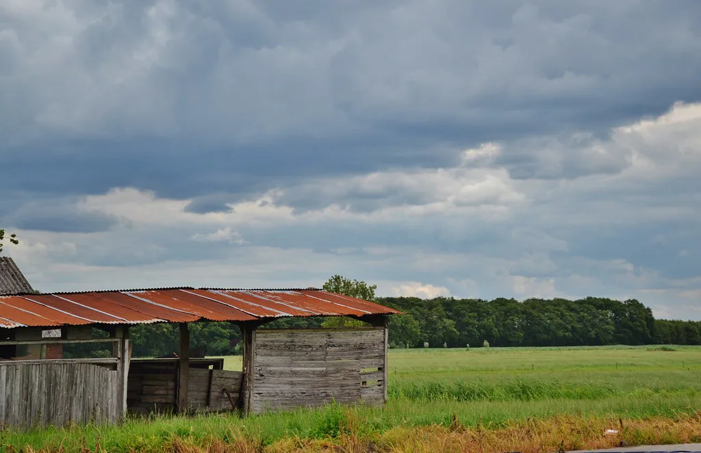 A Dutch polder landscape in summer.