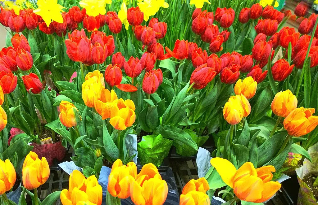 Red and yellow tulips in spring.