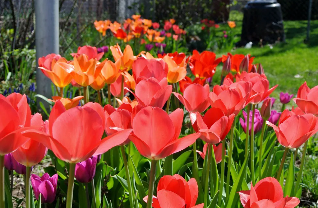 Tulips in flower in a Dutch park.