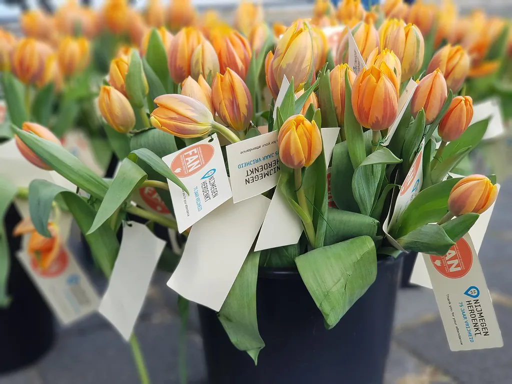 Tulips at a Liberation commemoration in Nijmegen.