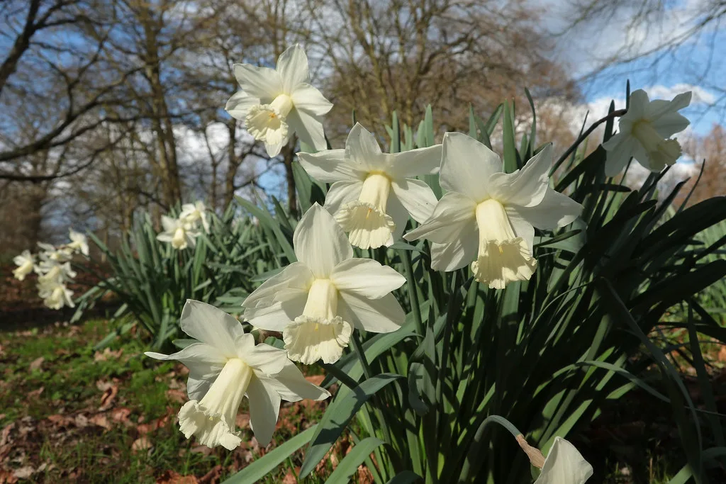 Daffodils in Het Park, Rotterdam.