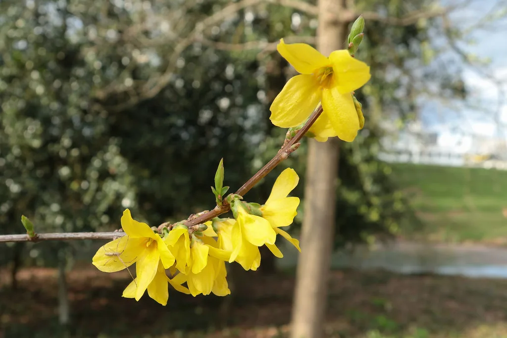 Spring blossom in Het Park, Rotterdam.