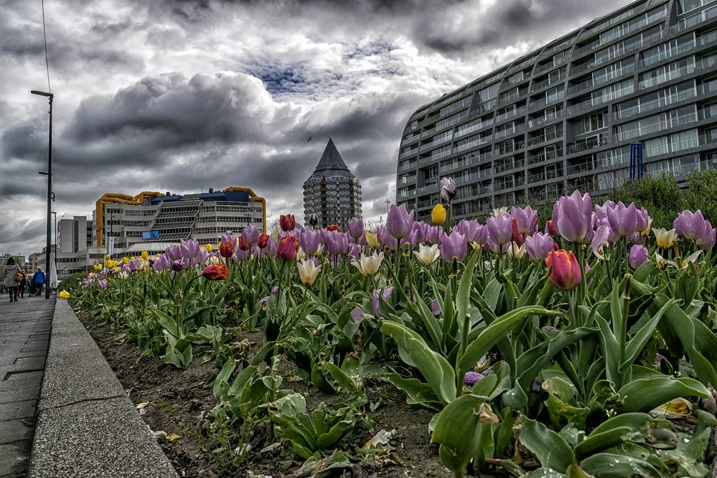 Tulips on the Hoogstraat, Rotterdam.