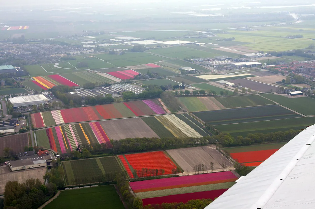 Tulip fields near Lisse from the air.