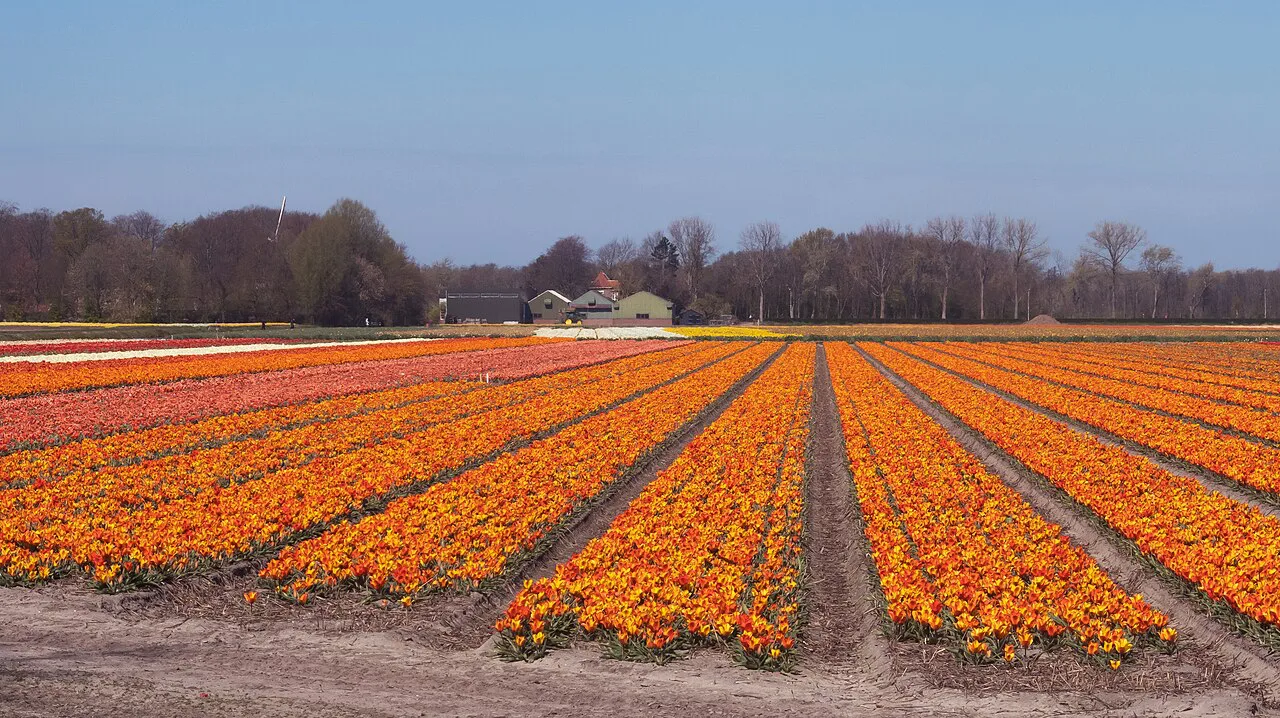 A field of orange tulips near Lisse.