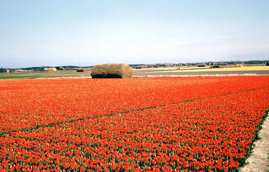 A tulip field in the Bollenstreek.