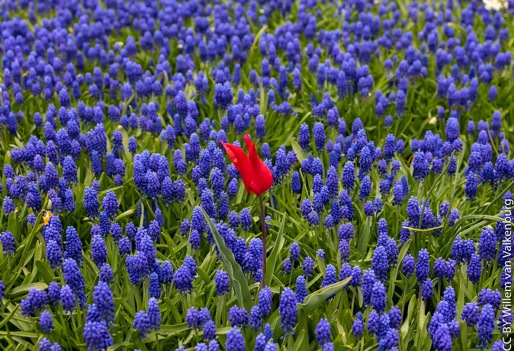 A red tulip among grape hyacinths in the Bollenstreek.