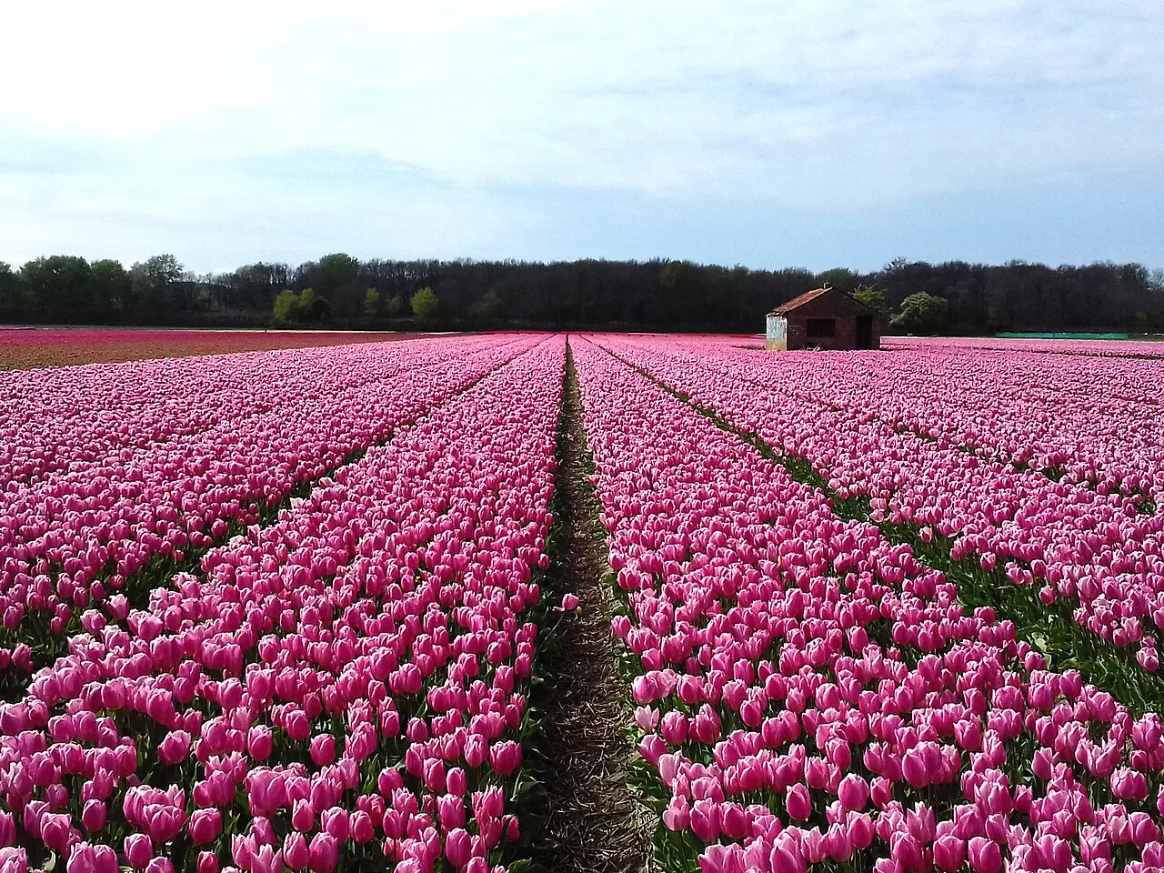 Pink tulip fields in the Bollenstreek near Hillegom.