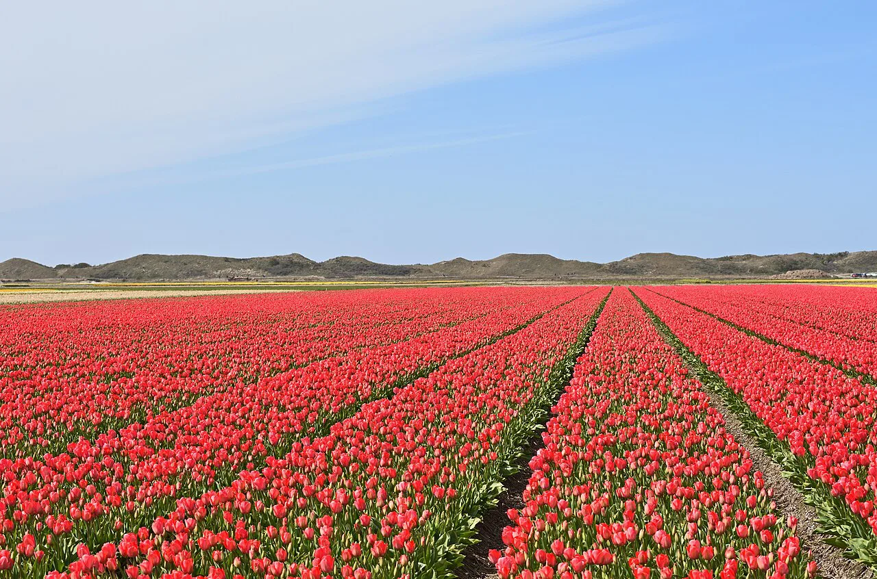 Red tulip fields near De Cocksdorp.
