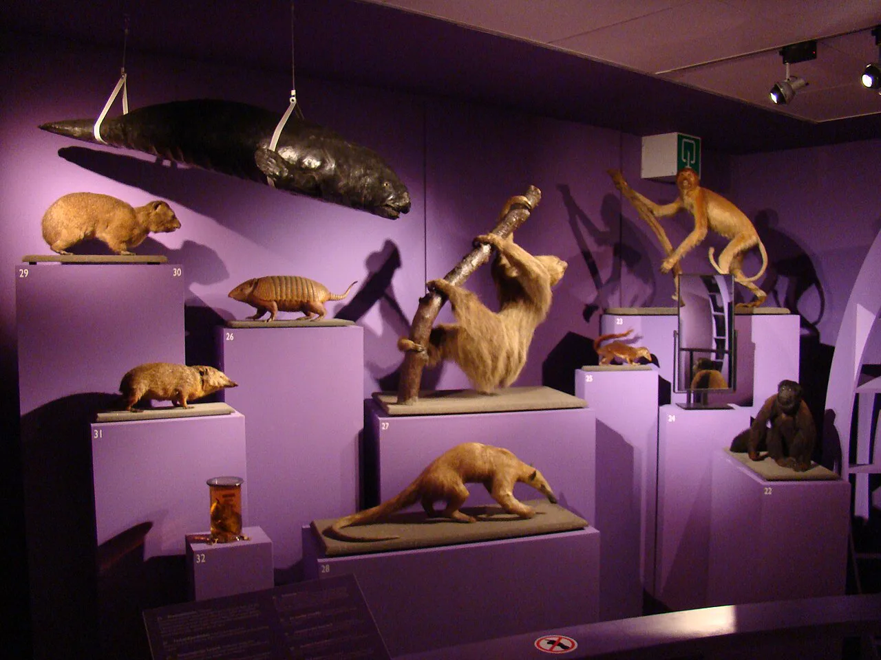 A natural history display in the University Museum Utrecht.
