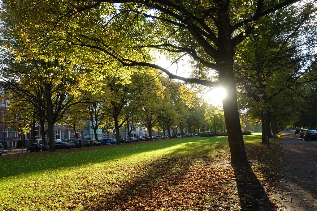 Autumn sun in Het Park, Rotterdam.